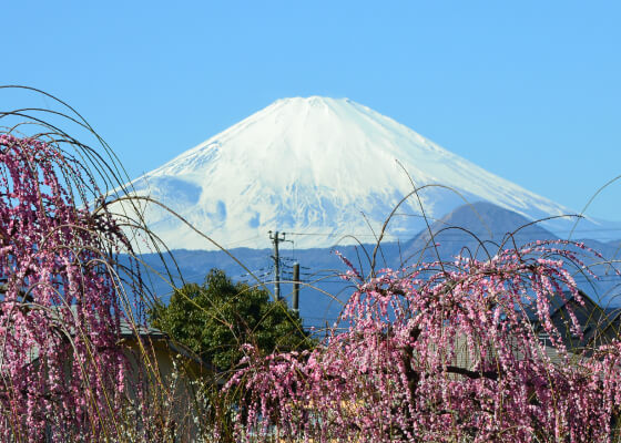曽我梅林からの富士山